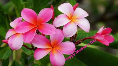 Happy Mother's Day