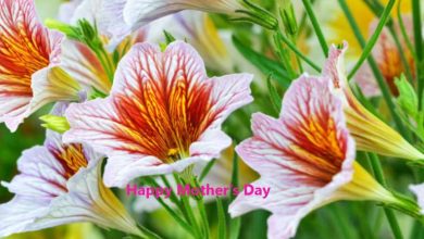 Happy Mother's Day