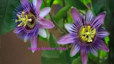 Happy Mother's Day