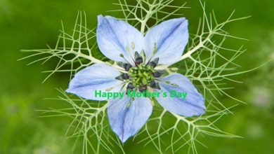 Happy Mother's Day
