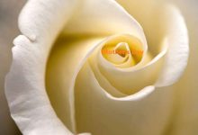 Mother's Day